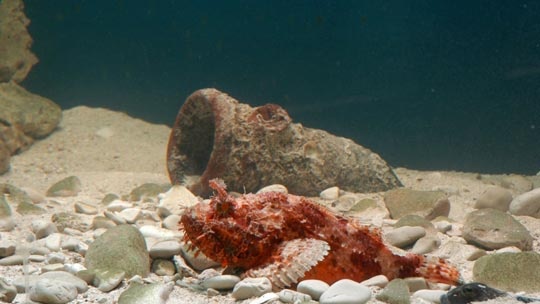 aquarium-2