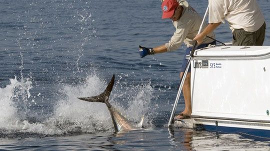 big-game-fishing