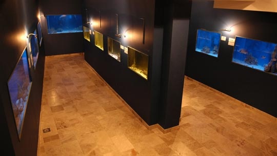 aquarium-1